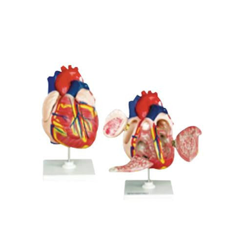 Corazón Mediano. CVQ7010