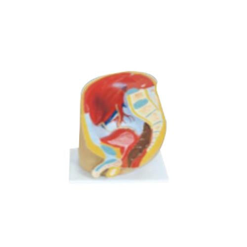 Pelvis masculina. CVQ7035