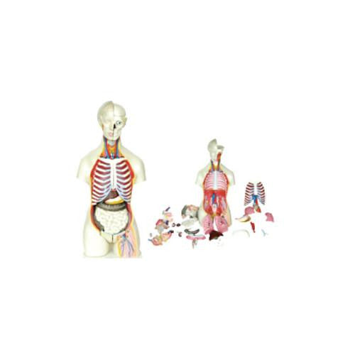Torso humano bisexual 40 piezas. CVQ7037