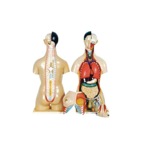 Torso humano 24 piezas. CVQ7038