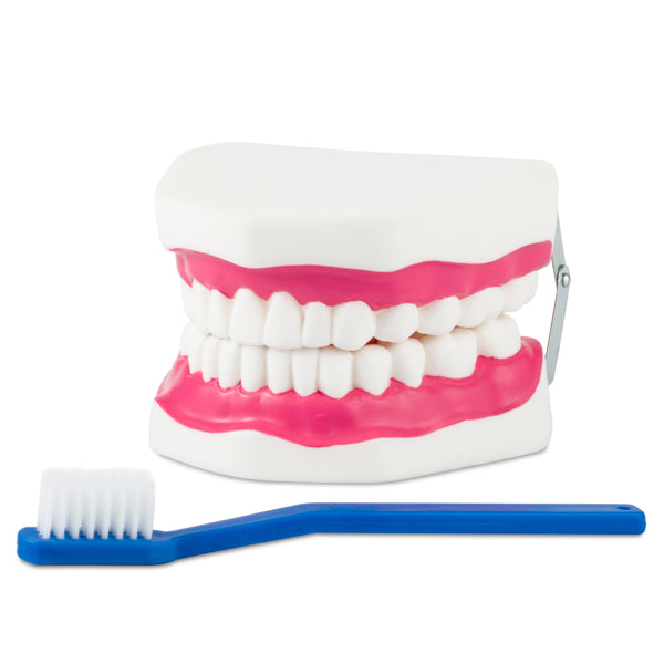 Dentadura mediana flexible. CVQ7013