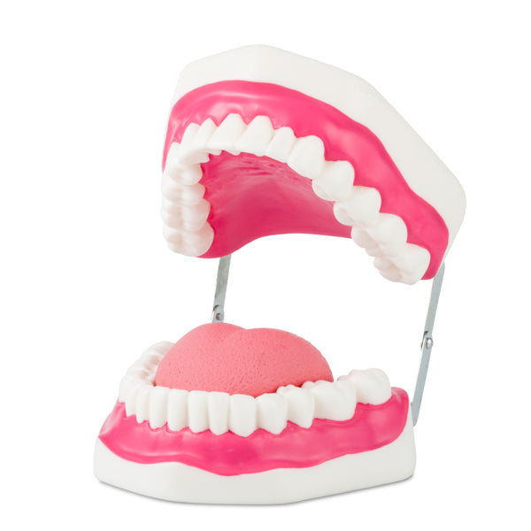 Dentadura mediana flexible. CVQ7013