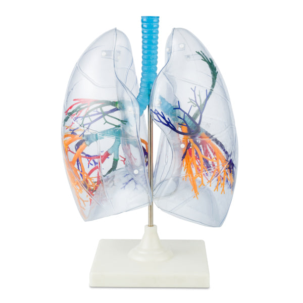 Pulmones de plástico. CVQ7048