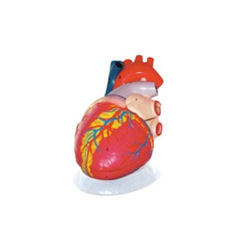 Corazón Gigante. CVQ7011