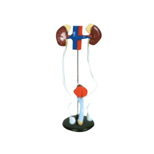 Sistema urogenital masculino. CVQ7051